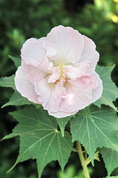 九頭芙蓉|木芙蓉